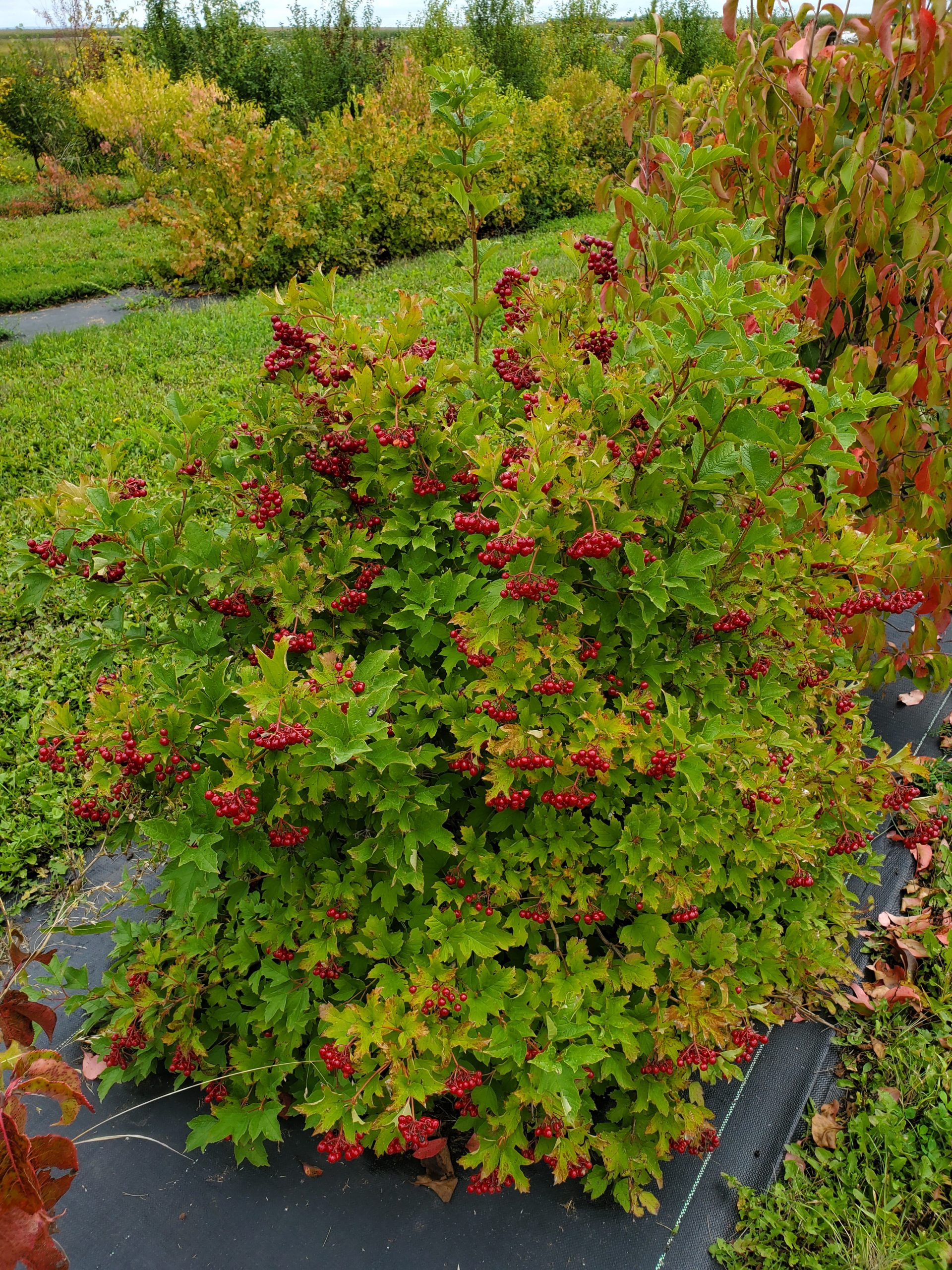 Cranberry Bush
